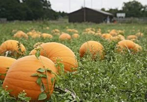 Images Dated 31st October 2005: Pumpkins – field ready for harvest UK