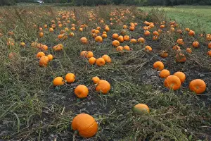 Pumpkin Prints: Pumpkins - growing in field