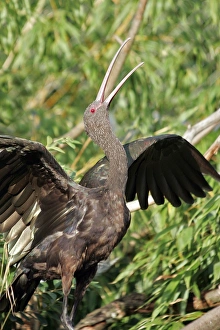 Images Dated 21st September 2004: Puna Ibis - captive