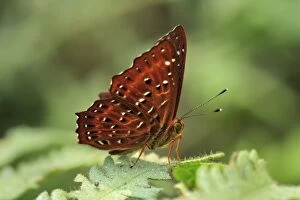 Punchinello Butterfly