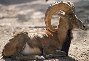 Images Dated 25th June 2007: Punjab Urial Sheep - male
