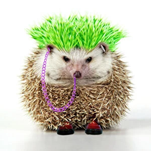 Funny Collection: Punk boy Hedgehog - Manipulated image (hair extended & coloured. Jewellery added)