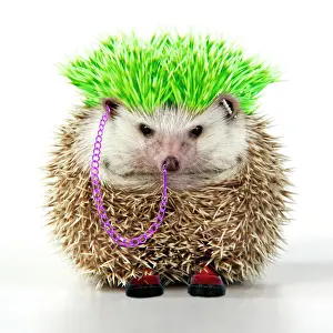 Dressed Up Prints: Punk boy Hedgehog - Manipulated image (hair extended & coloured. Jewellery added)