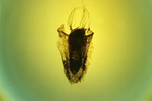 Chrysalis Prints: Pupa of Black Fly Simulium JC 156 © John Clegg / ARDEA LONDON