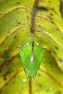 Images Dated 22nd November 2007: Pupa of a butterfly - underneath a leaf - Danum Valley Conservation Area - Sabah - Borneo - Malaysia