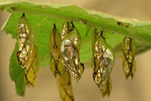 Images Dated 5th February 2007: Pupa of Orange-spotted Tiger Clearwing Colombia