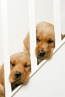 Puppies
