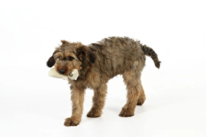 Berger De Brie Collection: Puppy (Briard) carrying soft toy in mouth