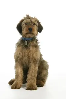 Puppy (Briard) with name tag on collar