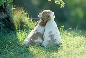 Back View Prints: Puppy Dogs 2 best friends