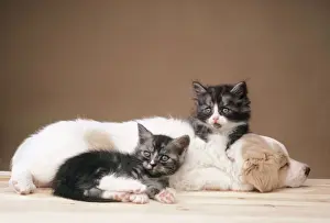 Curled Up Prints: Puppy and Kittens