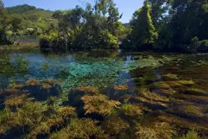 Springs Prints: Pupu Springs - amazingly clear water of Te Waikorupupu springs Golden Bay