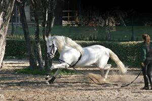 Andalusian Gallery: Pure Blood Andalusian Horse - training