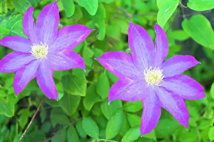 Full Prints: Purple clematis flowers. Date: 31-05-2015