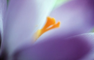 <b class=qtipBold><figcaption>PURPLE CROCUS - soft focus</figcaption></b><br>CMB-507 PURPLE CROCUS - soft focus Crocus vernus Chris Martin Bahr Please note that prints are for personal display purposes only and may not be reproduced in any way.<br><em>© Ardea 2007 - All Rights Reserved</em> PURPLE CROCUS - soft focus