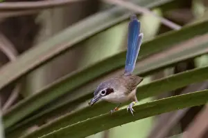 Wrens Prints: Purple-crowned Fairy-wren female At Mornington Wildlife Sanctuary