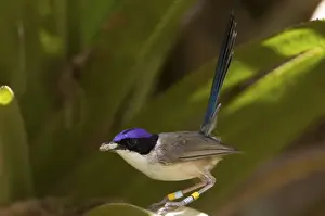 Purple-crowned Fairy-wren male At Mornington Wildlife Sanctuary, Kimberley, Western Australia