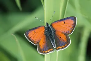 Copper Prints: Purple-edged Copper Butterfly - Resting