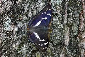 Butterfly Gallery: Purple Emperor Butterfly