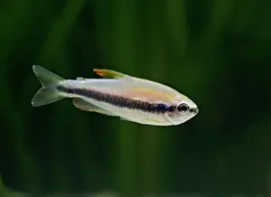 Aquarium Prints: Purple emporer tetra – side view, tropical freshwater Amazon 002825