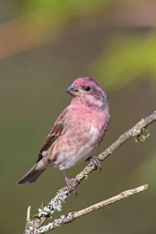 Images Dated 21st October 2014: Purple Finch