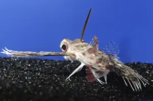Purple Flying Gurnard, Japanese waters, north Pacific
