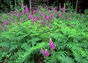 Images Dated 8th March 2007: Purple Foxglove mass population in forest clearing Baden-Wuerttemberg, Germany