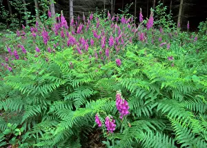 Blossom Prints: Purple Foxglove mass population in forest clearing Baden-Wuerttemberg, Germany