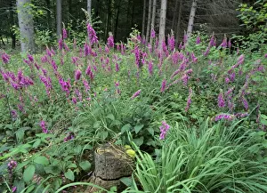 Purple Foxglove mass population in forest clearing Baden-Wuerttemberg, Germany
