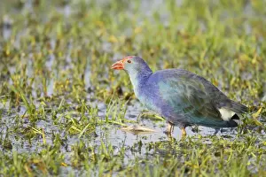 Purple Gallinule - feeeding in wetlands - Keoladeo Ghana National Park - Bharatpur - Rajasthan - India BI018240