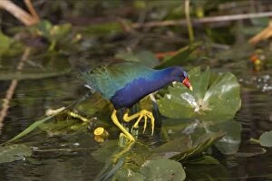Images Dated 17th October 2005: Purple Gallinule - amongst lilly pads Shark Valley, Everglades National Park Florida, USA BI000490