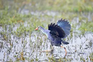 Purple Gallinule - running - Keoladeo Ghana National Park - Bharatpur - Rajasthan - India BI018216