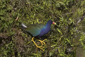 Everglades Prints: Purple Gallinule in willow bush Shark Valley