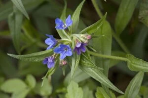 Images Dated 19th April 2006: Purple gromwell ( Lithospermum purpurocaeruleum) in flower in woodland. V. rare in S. England