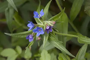 Purple gromwell ( Lithospermum purpurocaeruleum) in flower in woodland. V. rare in S. England