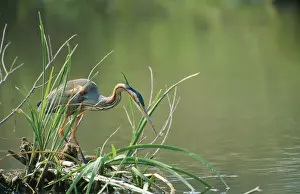 Lesvos Prints: Purple Heron GET 389 Lesvos Island