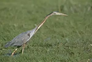 Purple Heron - fishing
