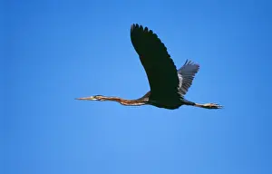 Purple Heron In flight, Botswana, Africa