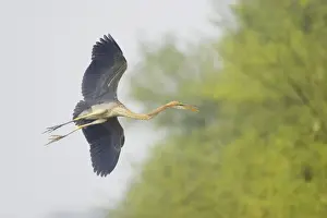 Purple Heron - In flight - Keoladeo Ghana National Park - Bharatpur - Rajasthan - India BI018028