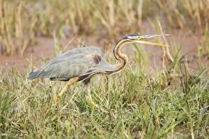 Images Dated 7th January 2009: Purple Heron - hunting - Keoladeo Ghana National Park - Bharatpur - Rajasthan - India BI018046