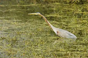 Purple Heron - hunting - Keoladeo Ghana National Park - Bharatpur - Rajasthan - India BI018044