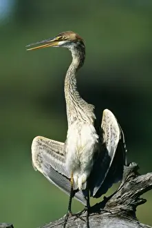Purple Heron Juvenile sunning itself. Kruger National Park, South Africa