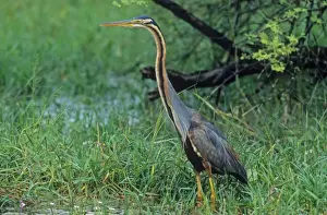 Purple Heron, Keoladeo National Park, India