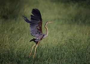 Images Dated 1st April 2005: Purple Heron - Taking-off Keoladeo National Park, India