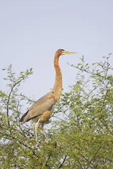 Purple Heron - on tree top - Keoladeo Ghana National Park - Bharatpur - Rajasthan - India BI018033