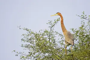 Purple Heron - on tree top - Keoladeo Ghana National Park - Bharatpur - Rajasthan - India BI018034
