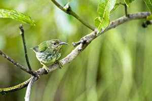 Images Dated 6th December 2008: Purple Honeycreeper - female on branch - Asa Wright Centre - Trinidad