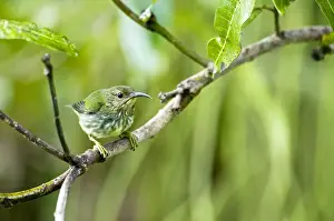Trinidad Prints: Purple Honeycreeper - female on branch - Asa Wright Centre - Trinidad