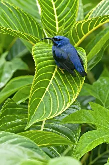 Caribbean Prints: Purple Honeycreeper - on large green leaf - Asa Wright Centre - Trinidad