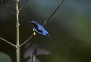 Trinidad Prints: Purple Honeycreeper - Male Asa Wright Centre Trinidad BI005696